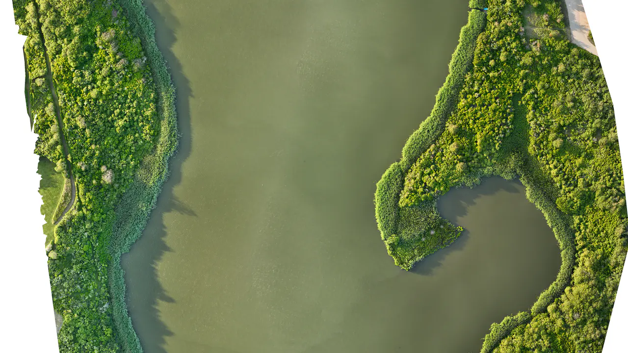 Aerial map-style image showing a pond edge with a visible band of phragmites along the shoreline